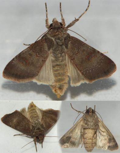 Réf. 286 680 : Agrotis trux